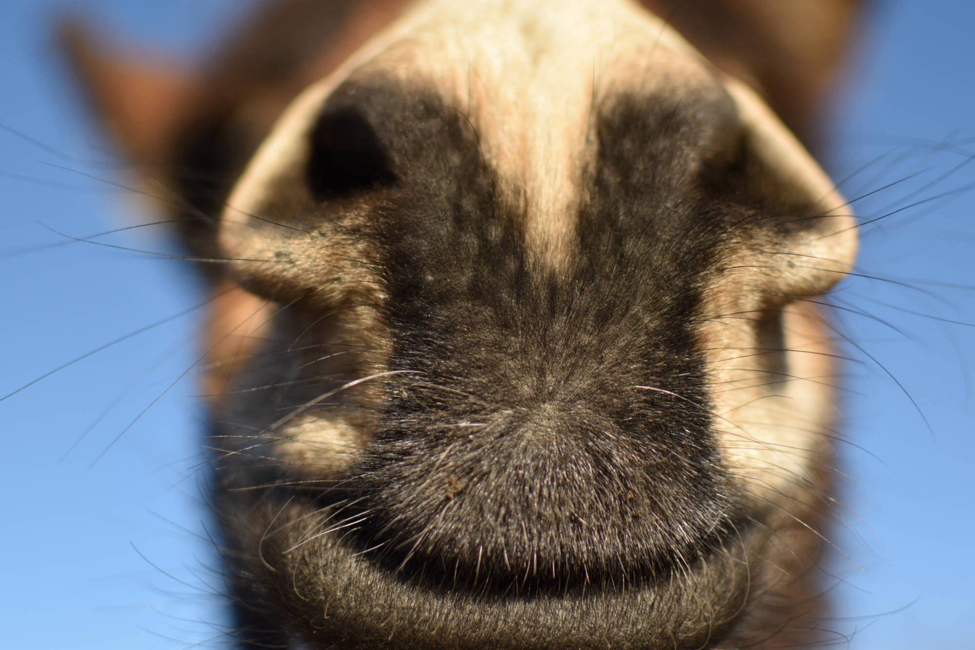 De neus van een ezel van dichtbij