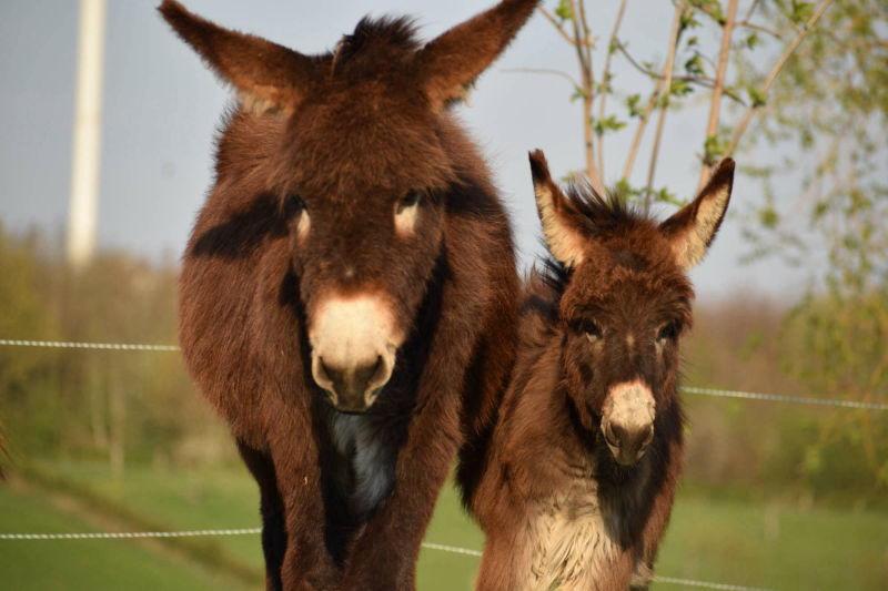 Twee ezels in wintervacht