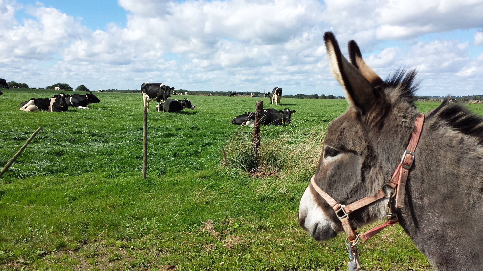 Ezel Mara kijkt naar de koeien in de wei